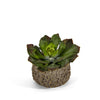 T&C Floral Company Home Decor Echeveria in a Concrete Container