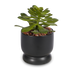 T&C Floral Company Home Decor Echeveria in a Sleek Black Ceramic with Red Calcite