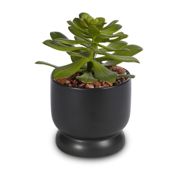 T&C Floral Company Home Decor Echeveria in a Sleek Black Ceramic with Red Calcite