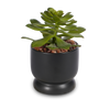 T&C Floral Company Home Decor Echeveria in a Sleek Black Ceramic with Red Calcite