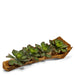 T&C Floral Company Home Decor Echeveria Succulents in Wooden Log