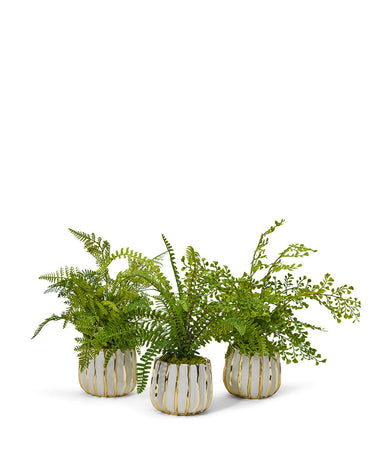 T&C Floral Company Home Decor Fern 3 Pack in White & Gold Container