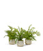 T&C Floral Company Home Decor Fern 3 Pack in White & Gold Container
