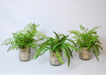 T&C Floral Company Home Decor Fern Pack in Clear Vase