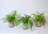 T&C Floral Company Home Decor Fern Pack in Clear Vase