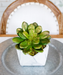 T&C Floral Company Home Decor Gold Glided Single Echeveria