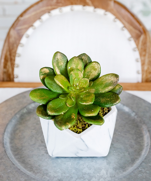 T&C Floral Company Home Decor Gold Glided Single Echeveria