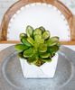T&C Floral Company Home Decor Gold Glided Single Echeveria