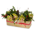T&C Floral Company Home Decor Green Holiday Orchids in Gold Rectangle Container