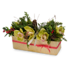 T&C Floral Company Home Decor Green Holiday Orchids in Gold Rectangle Container