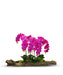 T&C Floral Company Home Decor Fuschia Large Log Filled with Orchids
