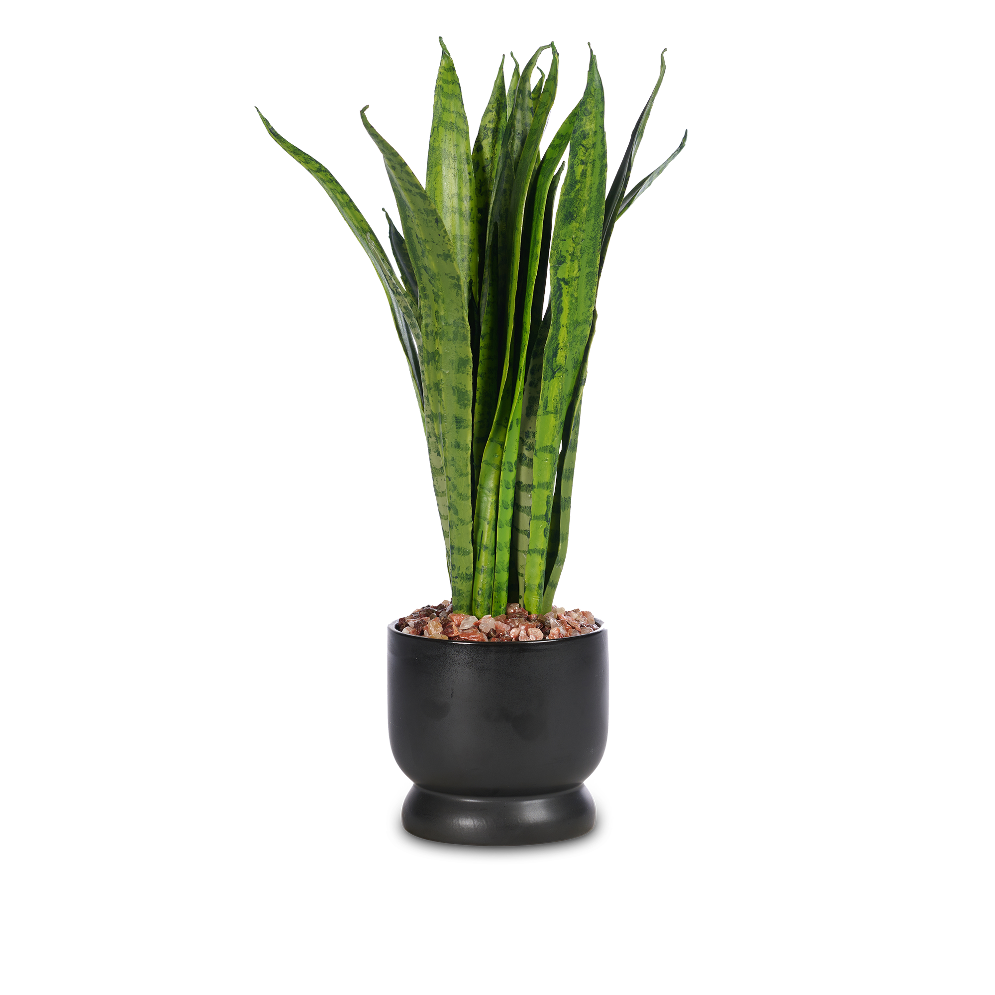 T&C Floral Company Home Decor Mother in Law Black Ceramic Pot with Red Calcite