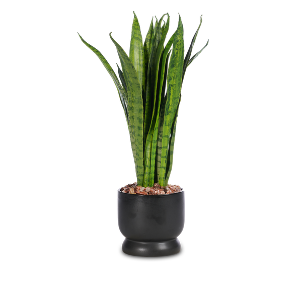 T&C Floral Company Home Decor Mother in Law Black Ceramic Pot with Red Calcite