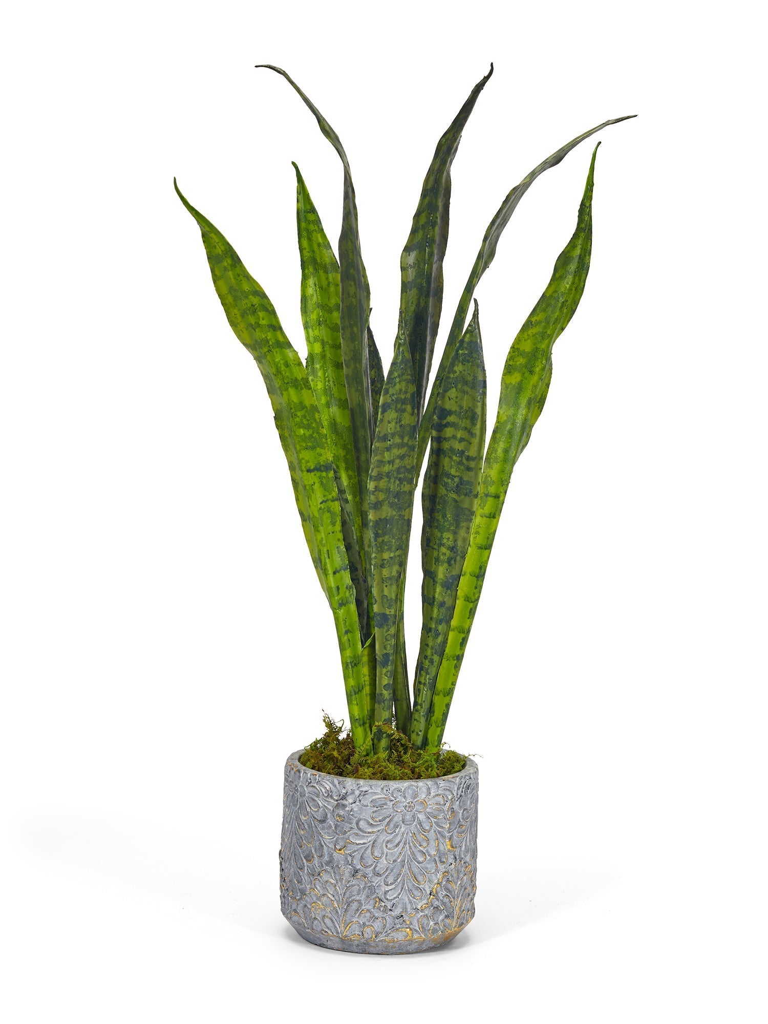 T&C Floral Company Home Decor Mother-In-Law's Tongue