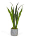 T&C Floral Company Home Decor Mother-In-Law's Tongue