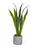 T&C Floral Company Home Decor Mother-In-Law's Tongue