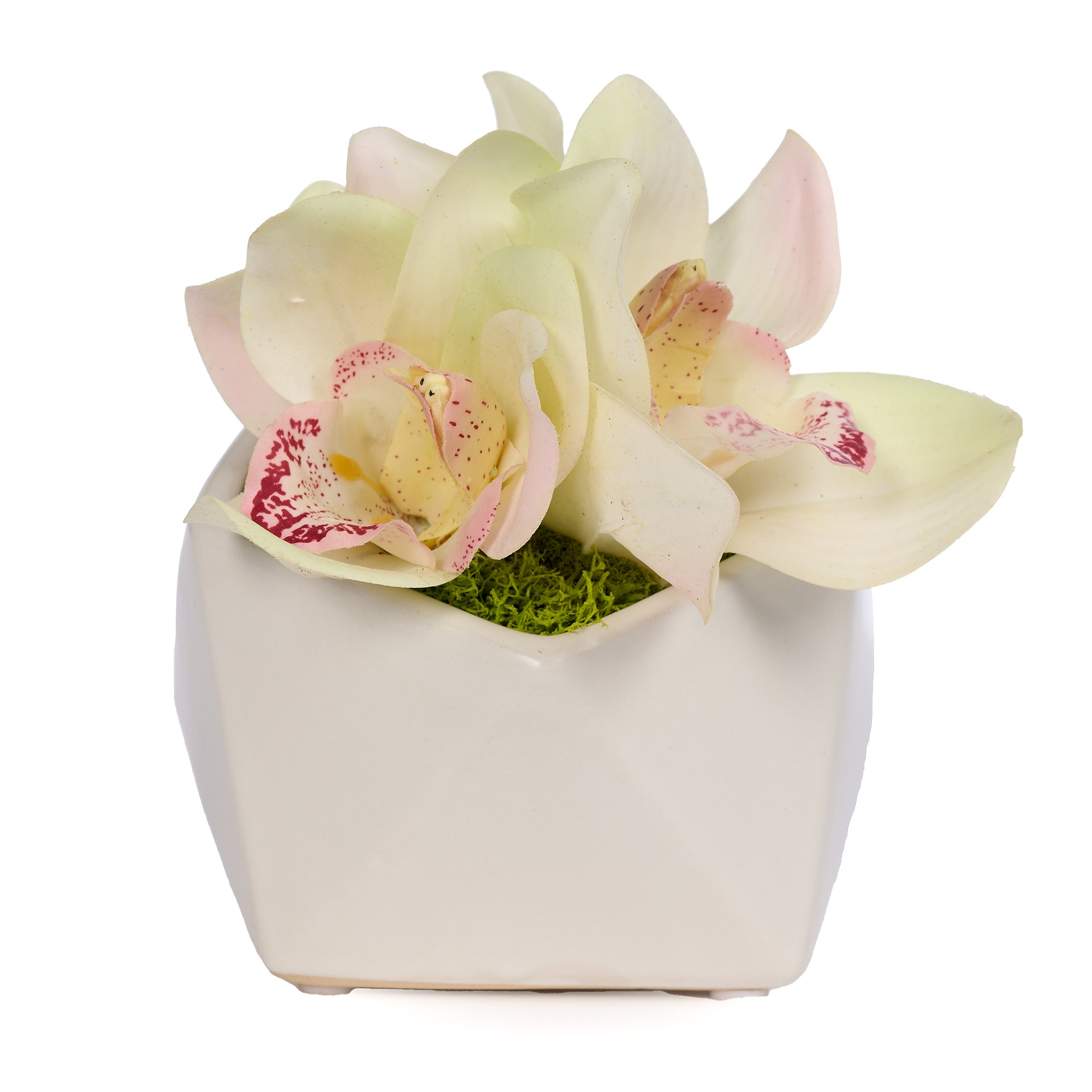 T&C Floral Company Home Decor White Orchid in Pod