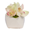 T&C Floral Company Home Decor White Orchid in Pod