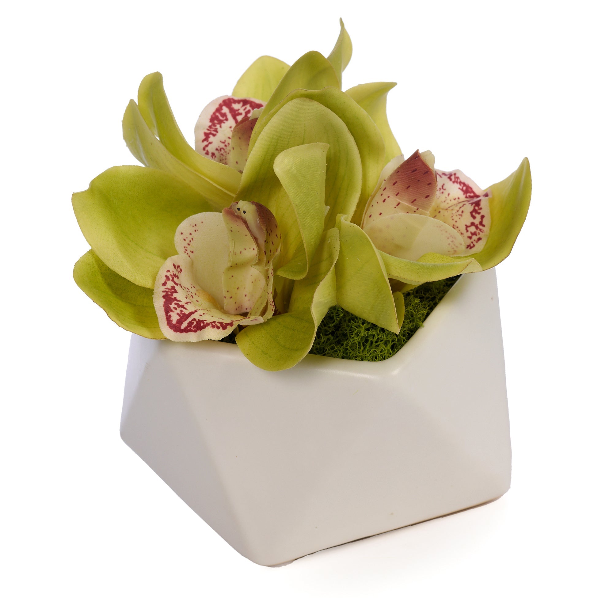 T&C Floral Company Home Decor Green Orchid in Pod