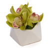 T&C Floral Company Home Decor Green Orchid in Pod