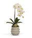 T&C Floral Company Home Decor White with Green Calcite Orchid in White Wavy Pot