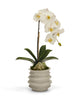 T&C Floral Company Home Decor White with Green Calcite Orchid in White Wavy Pot