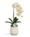 T&C Floral Company Home Decor White with Blue Calcite Orchid in White Wavy Pot