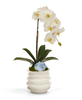T&C Floral Company Home Decor White with Blue Calcite Orchid in White Wavy Pot