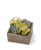 T&C Floral Company Home Decor Cream & Blue Calcite Orchid Table Top in Silver Square