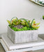 T&C Floral Company Home Decor Orchid Table Top in Silver Square