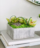 T&C Floral Company Home Decor Orchid Table Top in Silver Square