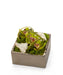 T&C Floral Company Home Decor Green & Quartz Orchid Table Top in Silver Square