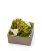 T&C Floral Company Home Decor Green & Quartz Orchid Table Top in Silver Square