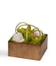T&C Floral Company Home Decor Green & Quartz Orchids in Bronze Square