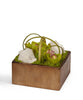 T&C Floral Company Home Decor Green & Quartz Orchids in Bronze Square