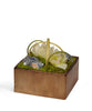 T&C Floral Company Home Decor Cream & Blue Orchids in Bronze Square