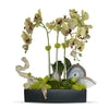 T&C Floral Company Home Decor Green w/ Agate Slabs Orchids in Rectangle Ceramic Container