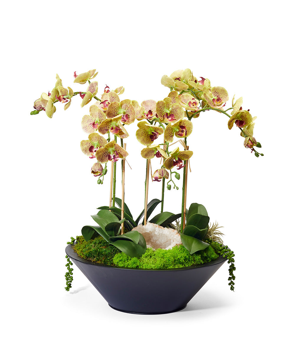 T&C Floral Company Home Decor Green Orchids in Sleek Round Container