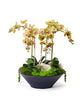 T&C Floral Company Home Decor Green Orchids in Sleek Round Container