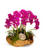 T&C Floral Company Home Decor Fuchsia Orchids in Wood Bowl