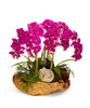 T&C Floral Company Home Decor Fuchsia Orchids in Wood Bowl