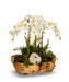 T&C Floral Company Home Decor White Orchids in Wood Bowl