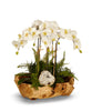 T&C Floral Company Home Decor White Orchids in Wood Bowl