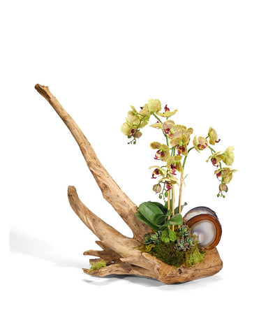 T&C Floral Company Home Decor Green Orchids on Driftwood