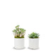 T&C Floral Company Home Decor Option 1 Pair of Succulents in Small White Pots