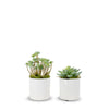 T&C Floral Company Home Decor Option 1 Pair of Succulents in Small White Pots