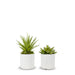T&C Floral Company Home Decor Option 2 Pair of Succulents in Small White Pots