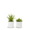 T&C Floral Company Home Decor Option 2 Pair of Succulents in Small White Pots