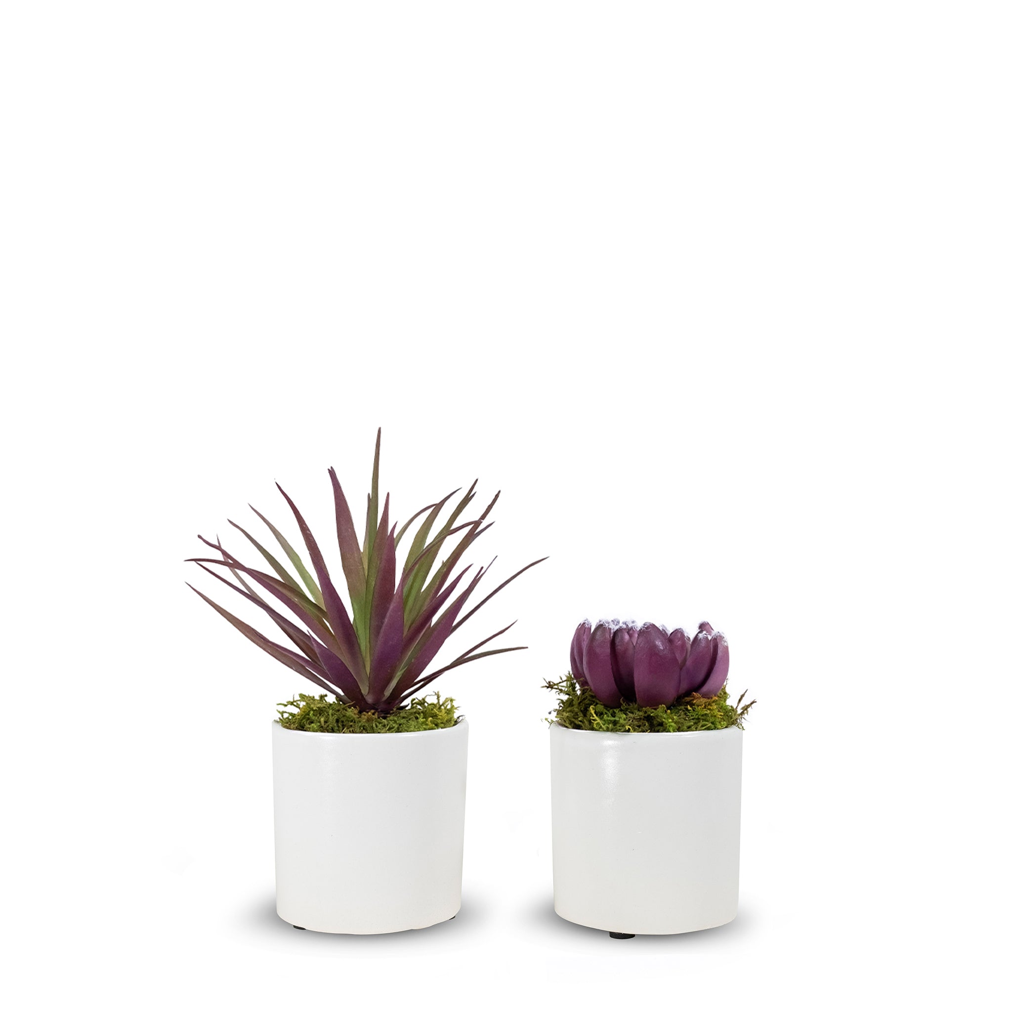 T&C Floral Company Home Decor Option 3 Pair of Succulents in Small White Pots