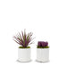 T&C Floral Company Home Decor Option 3 Pair of Succulents in Small White Pots